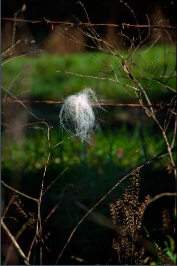 AWAYBarbedWire0033-2